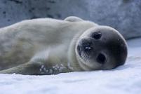 435px bebe phoque de weddell baby weddell seal