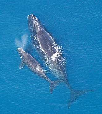 Baleine 1