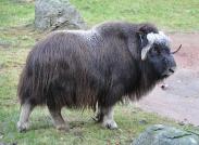 Boeufs musque
