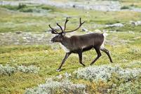 Caribou 1