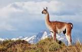 Guanaco