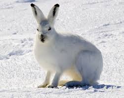 Lievre arctique