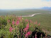 Tundra coastal vegetation alaska